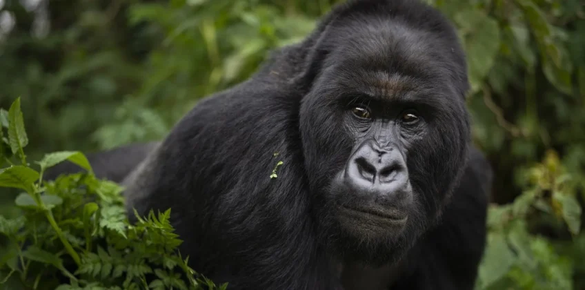 gorillasmountain-1
