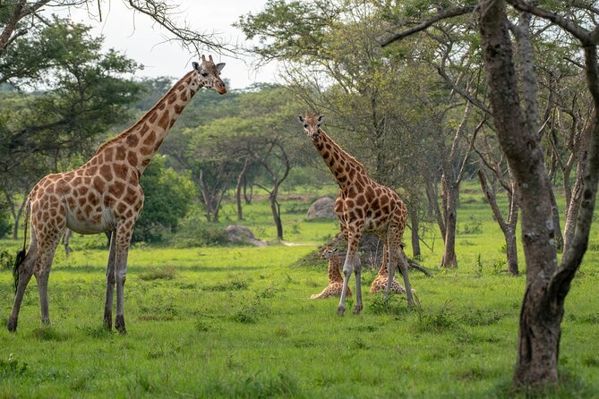 Best 5 things To Do in Uganda