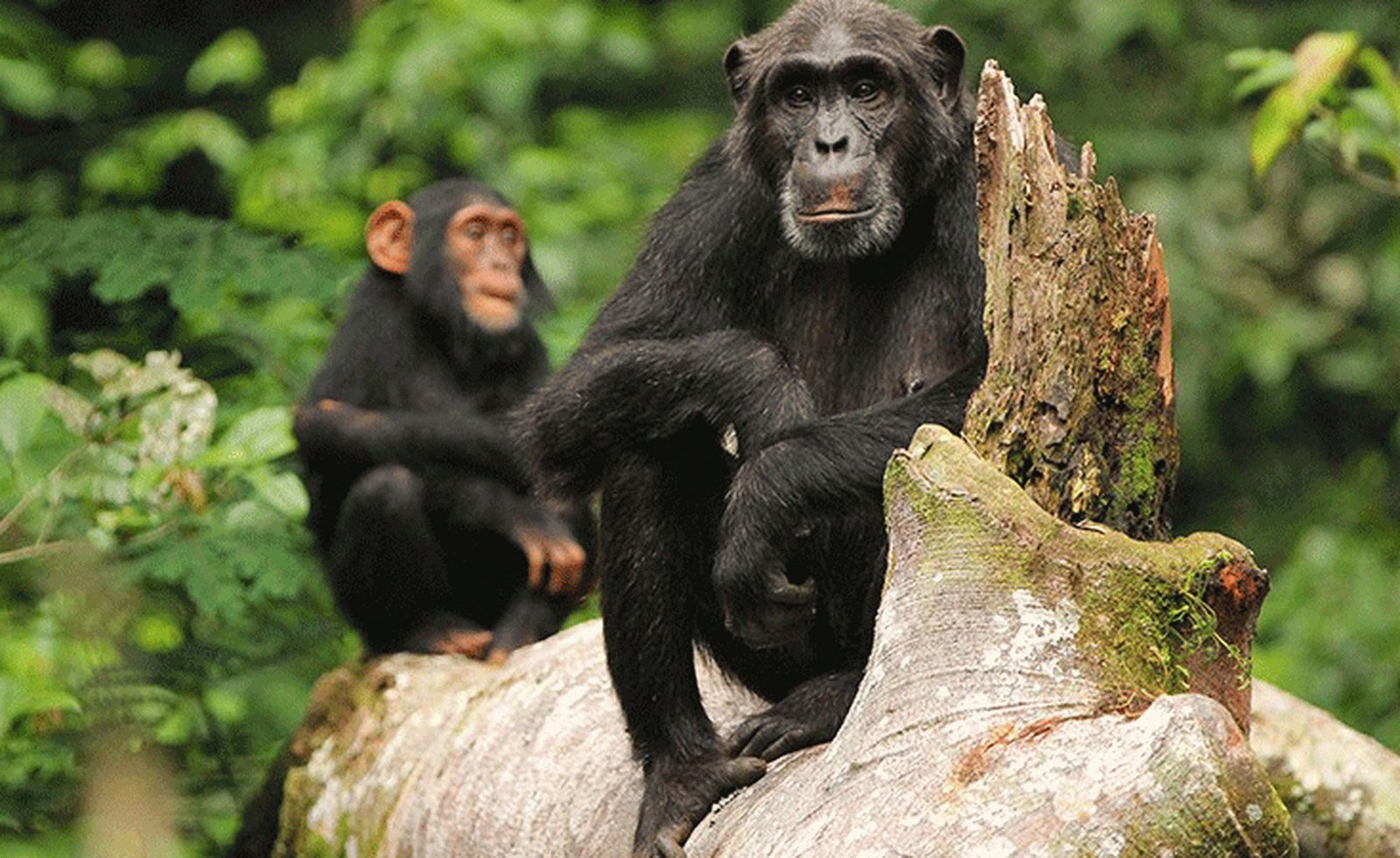 CONGO 