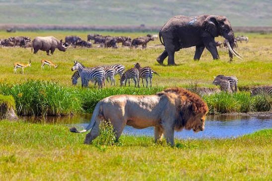 Wildlife Viewing