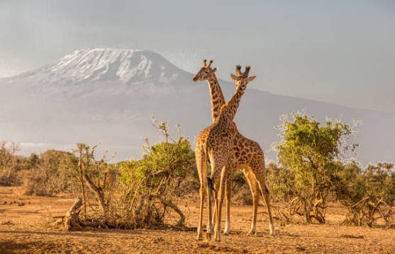 kenya safari 