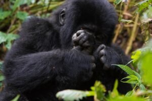gorilla trekking in Virunga National Park