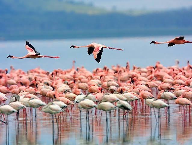 KENYA