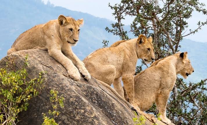 kenya safari 