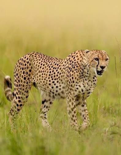 kenya safari