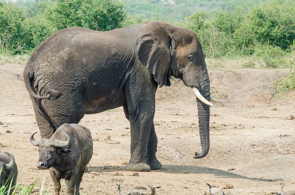Wildlife Game Drives