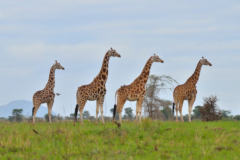 wildlife in Uganda