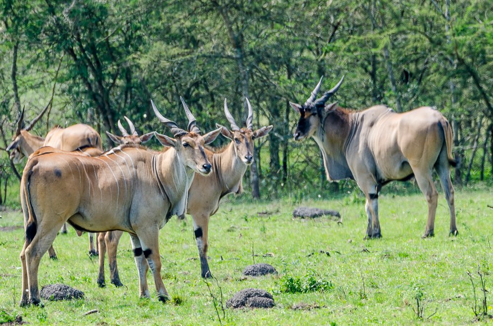 Wildlife Game Drives