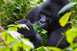 6 Day Budget-Friendly African Gorilla Safari
