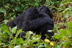 6 Day Budget-Friendly African Gorilla Safari