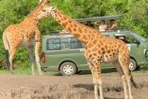 11 Day safari To Uganda-Rwanda