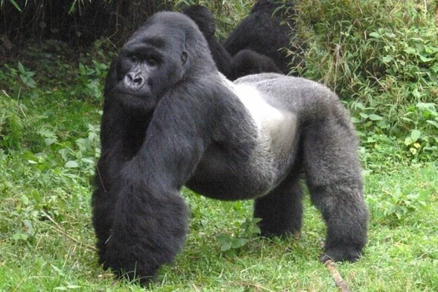 How Strong Are Silverback Gorillas?