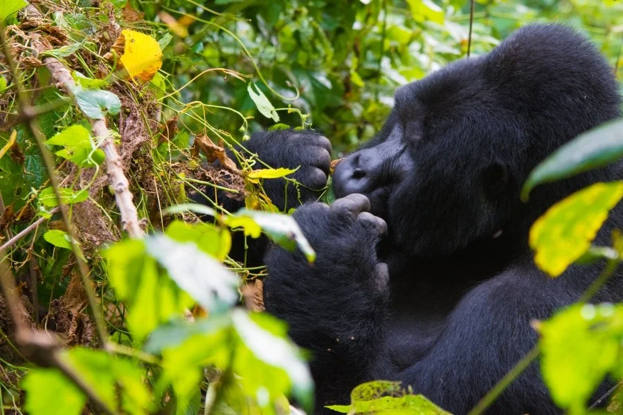 Why Gorillas Feed on Tree Stems