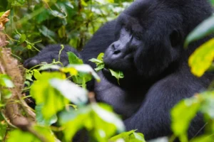 2-Day Gorilla Tracking