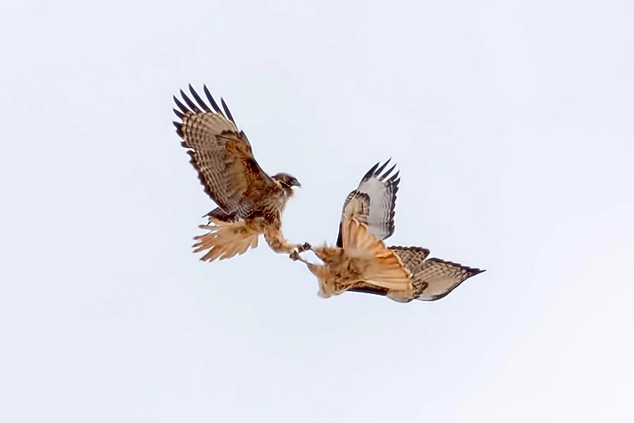 Which birds do Cartwheeling?