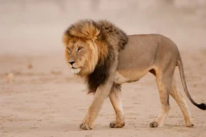 wild life in Semliki
